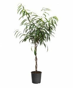 Fast Growing Trees Ficus Alii Braid Plant
