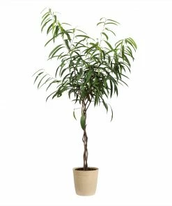 Fast Growing Trees Ficus Alii Braid Plant