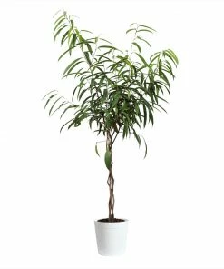 Fast Growing Trees Ficus Alii Braid Plant