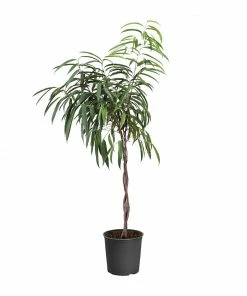 Fast Growing Trees Ficus Alii Braid Plant