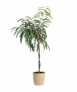 Fast Growing Trees Ficus Alii Braid Plant