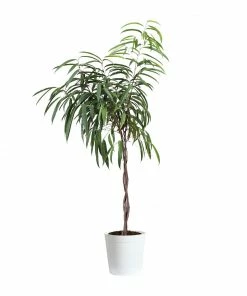 Fast Growing Trees Ficus Alii Braid Plant