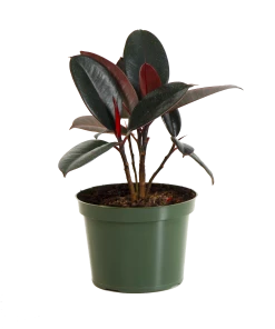Fast Growing Trees Rubber Plant (Ficus) Air Purifying House Plants