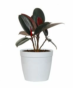 Fast Growing Trees Rubber Plant (Ficus) Air Purifying House Plants