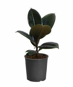 Fast Growing Trees Rubber Plant (Ficus) Air Purifying House Plants