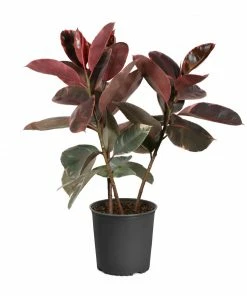 Fast Growing Trees Ficus Ruby (Variegated Rubber Plant) Air Purifying House Plants