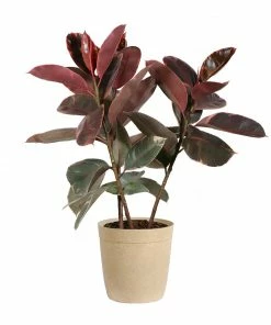 Fast Growing Trees Ficus Ruby (Variegated Rubber Plant) Air Purifying House Plants