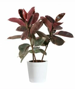 Fast Growing Trees Ficus Ruby (Variegated Rubber Plant) Air Purifying House Plants
