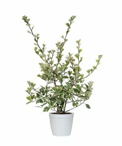 Fast Growing Trees Air Purifying House Plants Variegated Ficus Triangularis