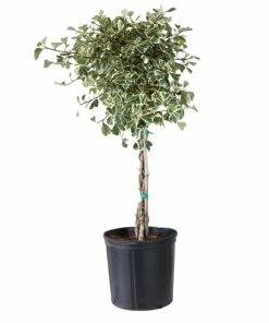 Fast Growing Trees Variegated Ficus Triangularis Tree Air Purifying House Plants