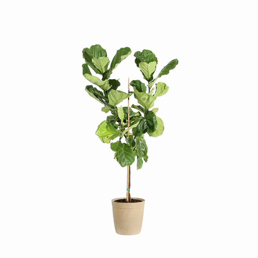 Fast Growing Trees Fiddle-Leaf Fig Tree 16 Fast Growing Trees Fiddle-Leaf Fig Tree