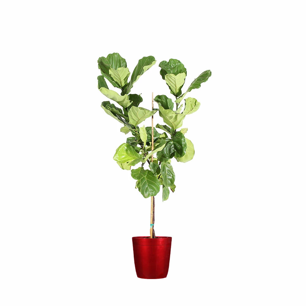 Fast Growing Trees Fiddle-Leaf Fig Tree 19 Fast Growing Trees Fiddle-Leaf Fig Tree