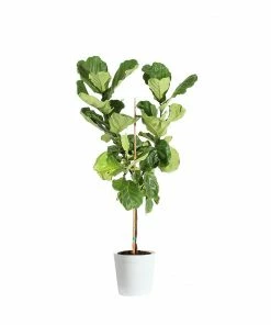 Fast Growing Trees Fiddle-Leaf Fig Tree 33 Fast Growing Trees Fiddle-Leaf Fig Tree