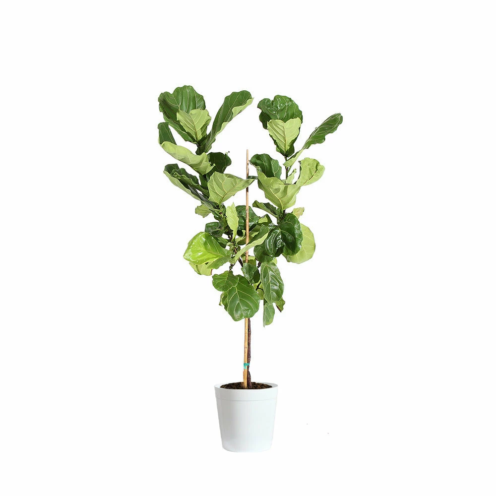 Fast Growing Trees Fiddle-Leaf Fig Tree 17 Fast Growing Trees Fiddle-Leaf Fig Tree