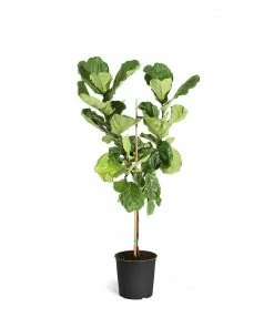Fast Growing Trees Fiddle-Leaf Fig Tree 34 Fast Growing Trees Fiddle-Leaf Fig Tree