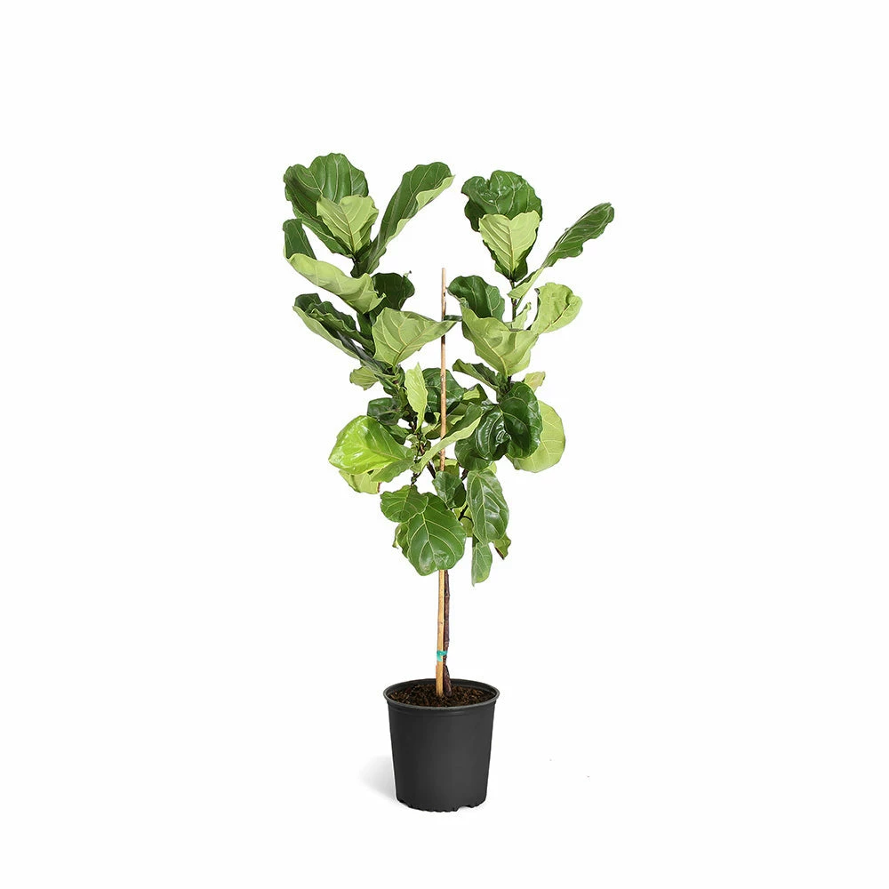 Fast Growing Trees Fiddle-Leaf Fig Tree 18 Fast Growing Trees Fiddle-Leaf Fig Tree