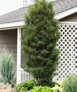 Fast Growing Trees Fine Line® Buckthorn Standard Tree