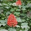 Fast Growing Trees Flaming Glory Plant See All Shrubs & Hedges