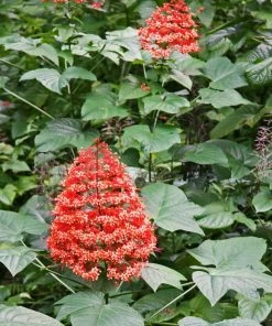 Fast Growing Trees Flaming Glory Plant See All Shrubs & Hedges