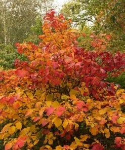 Fast Growing Trees Mount Airy Fothergilla