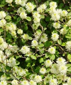 Fast Growing Trees Mount Airy Fothergilla