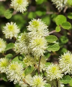 Fast Growing Trees Mount Airy Fothergilla