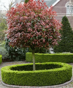 Fast Growing Trees Fraser Photinia - Tree Form