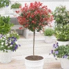 Fast Growing Trees Fraser Photinia - Tree Form