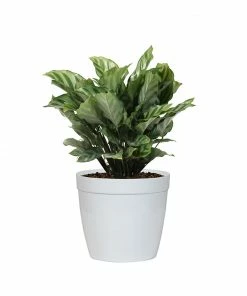 Fast Growing Trees See All House & Patio Freddie Plant