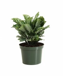 Fast Growing Trees See All House & Patio Freddie Plant