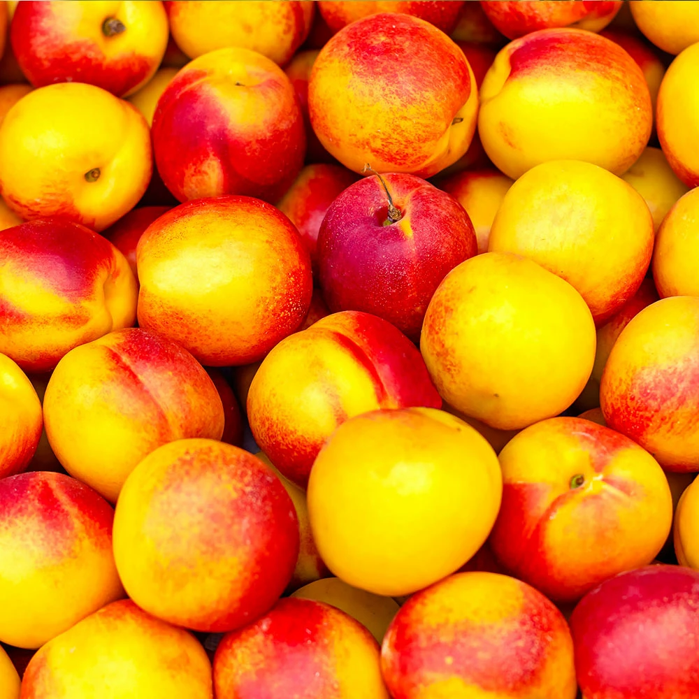 Fast Growing Trees Fantasia Nectarine Tree See All Fruit Trees 5 Fast Growing Trees Fantasia Nectarine Tree See All Fruit Trees