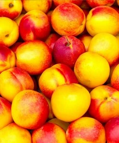 Fast Growing Trees See All Fruit Trees Fantasia Nectarine Tree