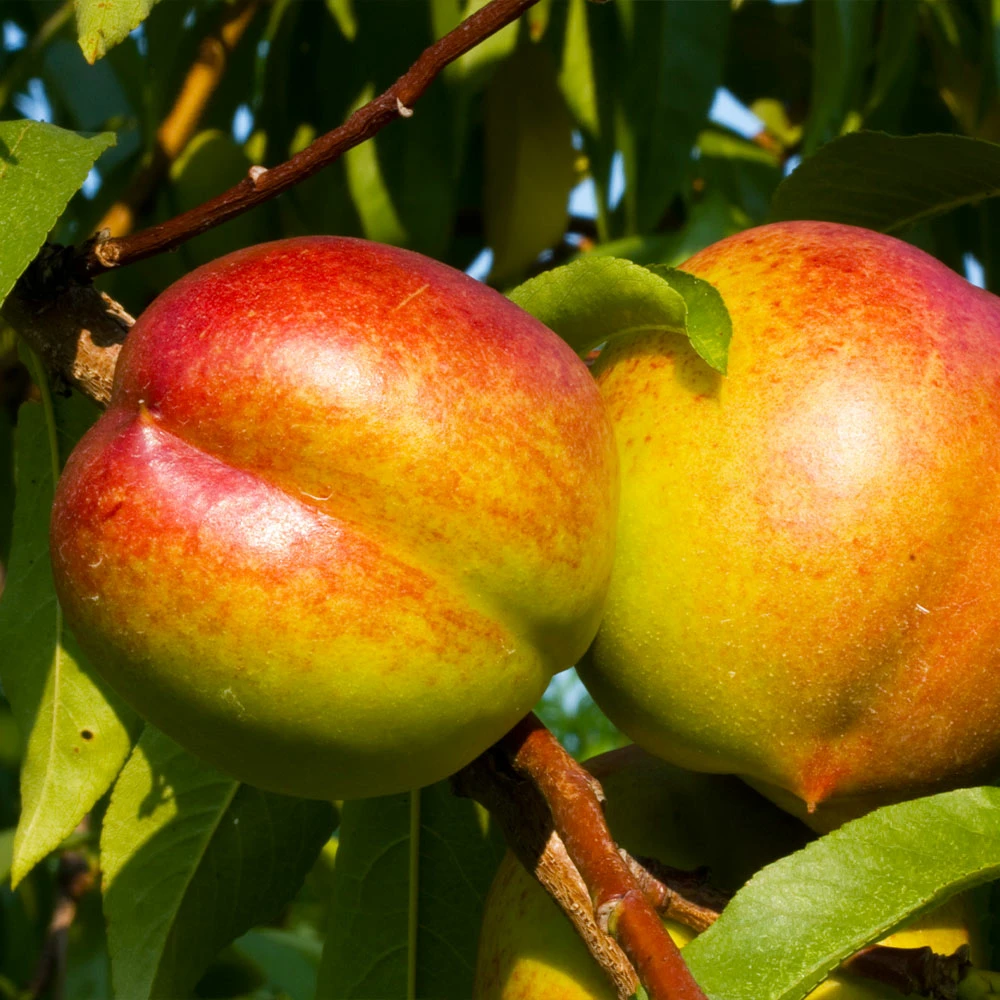 Fast Growing Trees Fantasia Nectarine Tree See All Fruit Trees 4 Fast Growing Trees Fantasia Nectarine Tree See All Fruit Trees