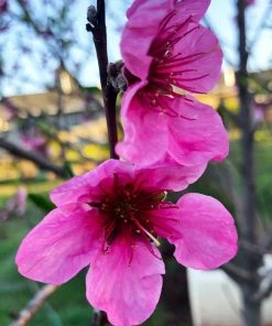 Fast Growing Trees Fantasia Nectarine Tree See All Fruit Trees 9 Fast Growing Trees Fantasia Nectarine Tree See All Fruit Trees