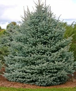 Fast Growing Trees Fat Albert Colorado Blue Spruce Spruce Trees