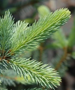 Fast Growing Trees Fat Albert Colorado Blue Spruce Spruce Trees