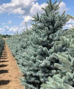 Fast Growing Trees Fat Albert Colorado Blue Spruce Spruce Trees