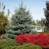 Fast Growing Trees Fat Albert Colorado Blue Spruce Spruce Trees 1 Fast Growing Trees Fat Albert Colorado Blue Spruce Spruce Trees