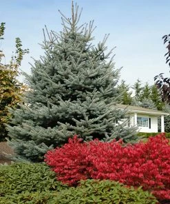 Fast Growing Trees Fat Albert Colorado Blue Spruce Spruce Trees