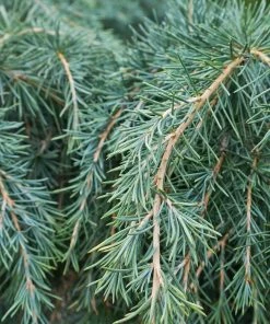 Fast Growing Trees Feelin' Blue® Deodar Cedar