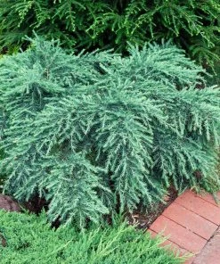 Fast Growing Trees Feelin' Blue® Deodar Cedar