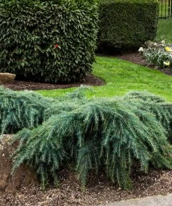 Fast Growing Trees Feelin' Blue® Deodar Cedar