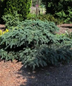 Fast Growing Trees Feelin' Blue® Deodar Cedar