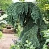Fast Growing Trees Feelin' Blue® Deodar Cedar