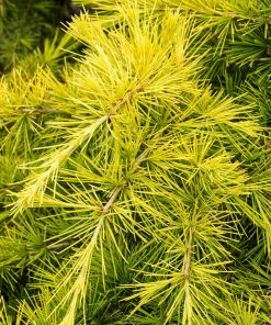 Fast Growing Trees Feelin' Sunny® Deodar Cedar