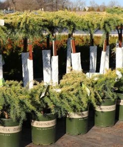 Fast Growing Trees Feelin' Sunny® Deodar Cedar