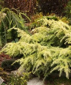 Fast Growing Trees Feelin' Sunny® Deodar Cedar