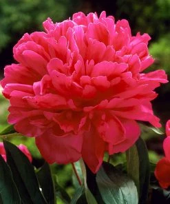 Fast Growing Trees Felix Crousse Peony