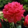 Fast Growing Trees Felix Crousse Peony 1 Fast Growing Trees Felix Crousse Peony
