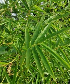 Fast Growing Trees Fernleaf Bamboo Bamboo Trees